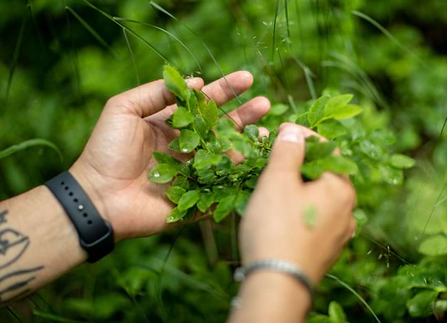 La natura, font de salut. Autor: Forest Therapy Hub