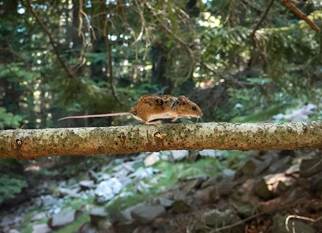 Ratolí de bosc. Autor: Lucía de la Huerta / MCNG