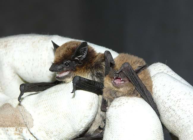 Pipistrellus pipistrellus P. pygmaeus. Autor: Jordi Serra Cobo