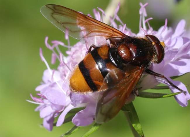 Volucella zonaria (dípter). Autoria: Narcís Vicens Perpinyà