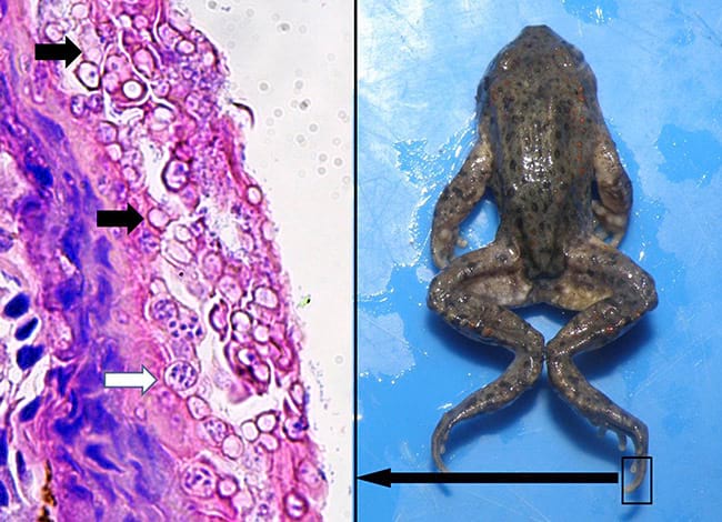 Tòtil trobat mort a Montesquiu, la imatge microscòpica del dit a 600 augments del qual indica amb fletxes els esporangis (fletxes negres) i les espores (fletxes blanques) del fong . Autor: CRARC