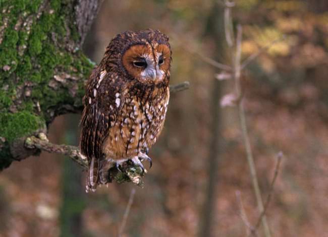 Exemplar de rapinyaire nocturn. Autoria: Jordi Baucells