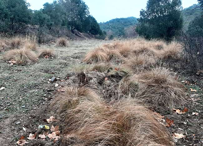 La planta, <em>Eragrostis</em>, que es va eradicar. Autor: XPN