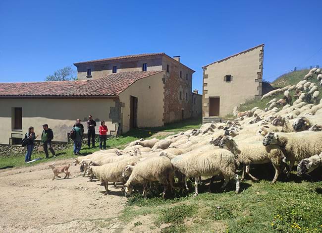 Amb el ramat de Can Bosc. Autor: Marta Comerma / Ajuntament de Mataró