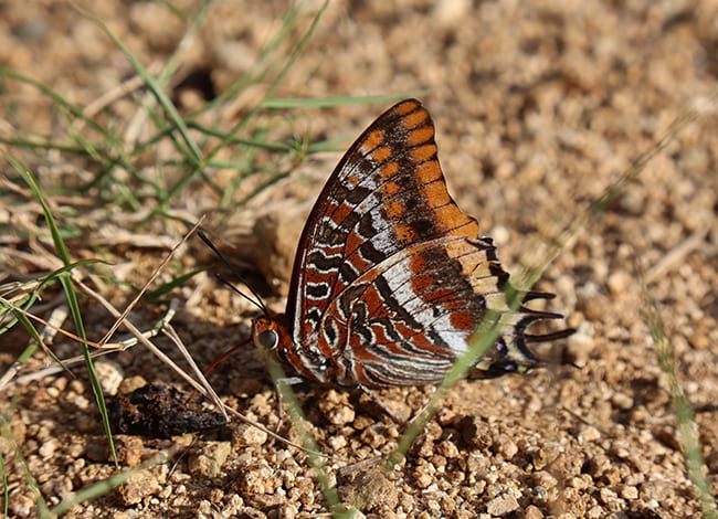 Papallona de l'arboç. Autoria: Pedro Cruz