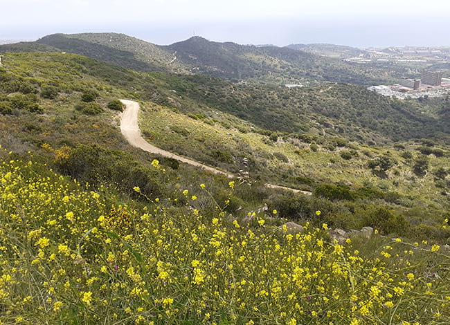 Pista forestal on s'ha actuat per accedir a la torre de guaita Bravo. Autor: XPN