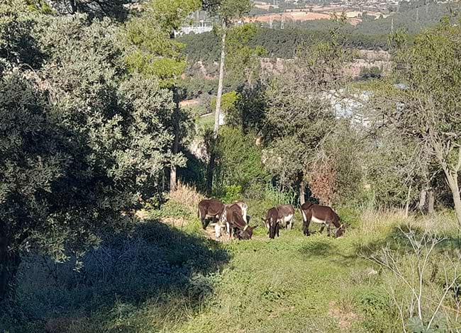 Els rucs, pasturant a Can Domènech. Autor: CPNSC