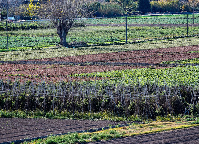 Terreny al Parc Agrari del Baix Llobregat. Autor: Patxi Uriz