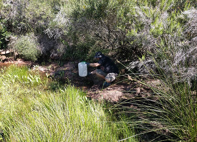 Alliberament dels capgrossos a l'hàbitat definitiu, dins el Parc del Garraf. Autoria: Taula x Clima de Begues