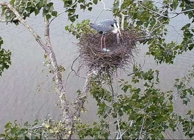 Niu de bernat pescaire, amb tres ous, al Parc del Foix. Autor: Auger Marquès