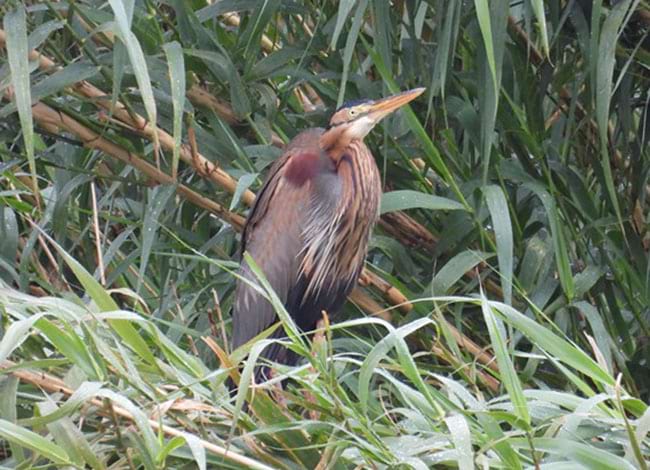 Agró roig al Parc Fluvial del Besòs. Autor: Xavier Larruy