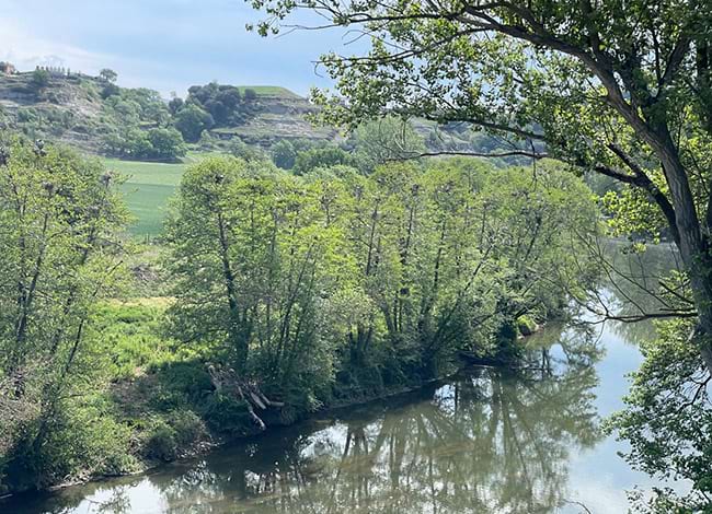 Zona de nidificació de cigonyes des del camí Vora Ter, a les Masies de Voltregà. Autor: XPN