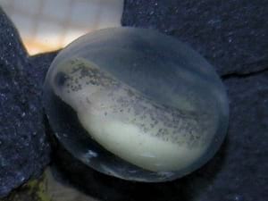 Museu d'Art de Cerdanyola