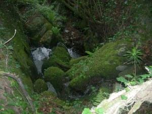 Torrent del Montseny. Foto: DGuinart Museu d'Art de Cerdanyola