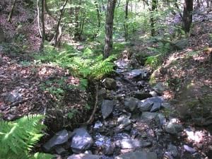 Torrent del Montseny. Foto: Fèlix Amat Museu d'Art de Cerdanyola