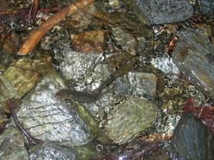 Museu d'Art de Cerdanyola