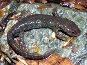 Tritó del Montseny. Foto: Daniel Guinart Tritó del Montseny. Foto: Daniel Guinart