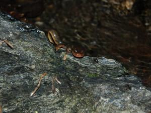 Tritó del Montseny. Foto: Daniel Guinart Tritó del Montseny. Foto: Daniel Guinart