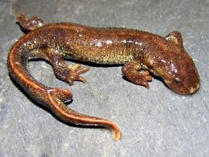 Museu d'Art de Cerdanyola