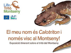Tritó del Montseny. Foto: Fèlix Amat