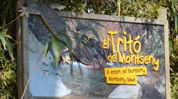El tritó al Zoo de Barcelona. Foto: Fèlix Amat