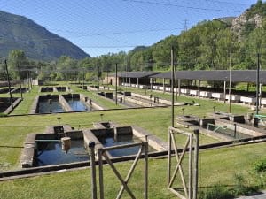 Centre de Fauna de Pont de Suert. Foto: D. Guinart